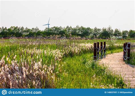 Dongtan Wetland Park At Chongming Island Stock Image Image Of China