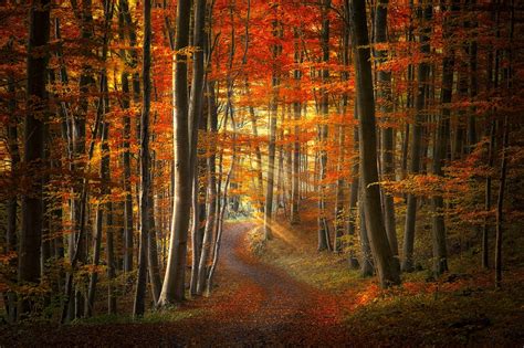 Path Sun Rays Forest Fall Leaves Grass Trees Red Yellow Orange