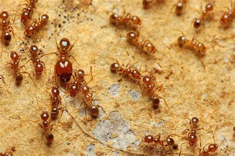 Cómo eliminar las hormigas de la cocina de tu casa Zotal