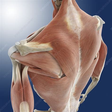 Shoulder And Back Anatomy Artwork Stock Image C0200119 Science