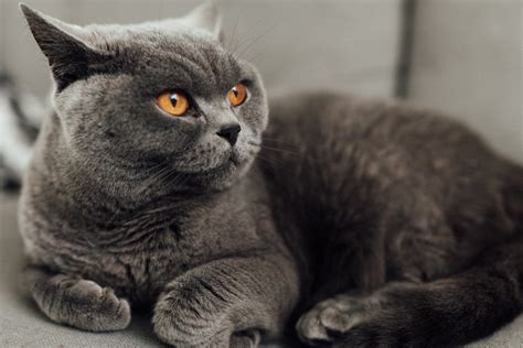 Maybe you would like to learn more about one of these? British Shorthair: The Cheshire Cat | Breed Origins ...
