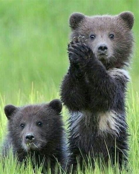 Pin By Carrie On Animals Cute Baby Animals Bear Cubs Baby Animals