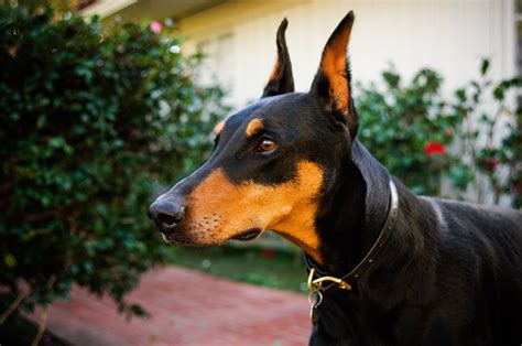 Doberman Pinscher Dog Breed Information Pictures