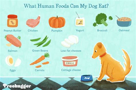 15 Human Foods Dogs Can Eat And 6 They Shouldnt