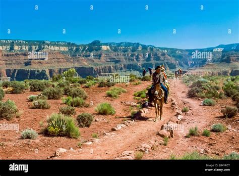 Mule Pack Train On The South Kaibab Trail In Grand Canyon National Park