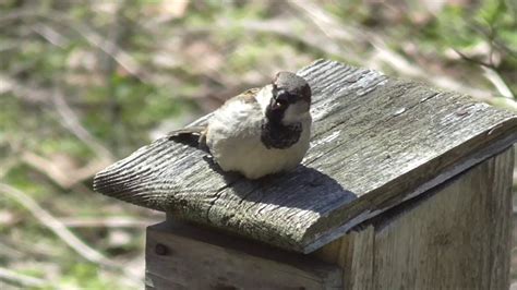 House Sparrow Vs House Wren Youtube