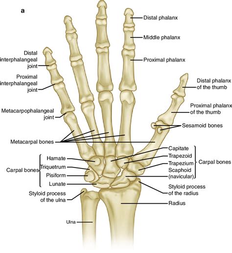 2 A Normal Osseous Anatomy Of The Hand B Pa Of Normal Bilateral