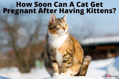 How Soon Can A Cat Get Pregnant After Having Kittens My Cat Genius