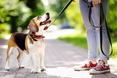 Beagle Breed Guide And Beagle Insurance Healthy Paws Pet Insurance