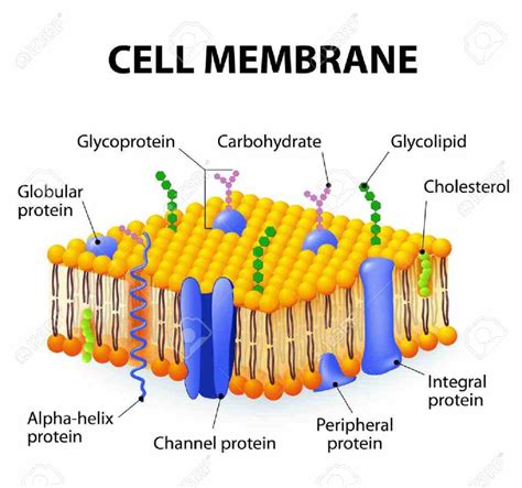 All living cells have something known as a cell membrane. Glycoproteins In The Cell Membrane | MedicineBTG.com