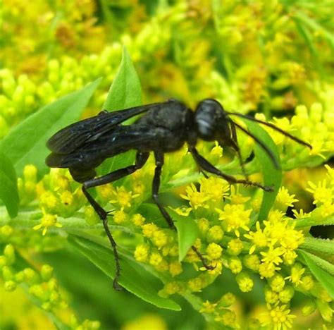 Large Black Wasp Goldenrod Flower A Bugs Life Goldenrod