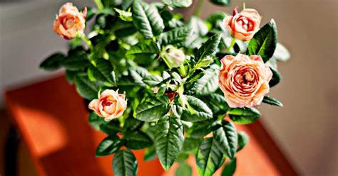 9 Best Miniature Roses In Pots You Can Pick Now
