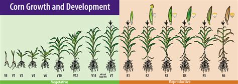 Ask An Agronomist Optimizing In Season Nitrogen Use In Corn