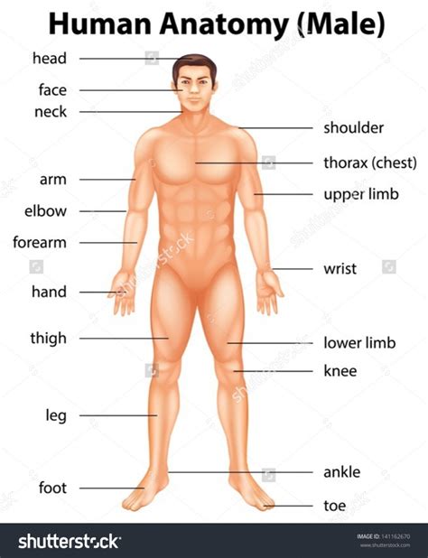 A picture dictionary with interactive flashcards for esl kids plus printable teachers' resources to learn english vocabulary words connected with the theme body. # Human Body anatomy :.. — Steemkr