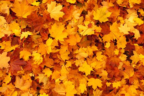 Maple Leaves Background Free Stock Photo Public Domain Pictures