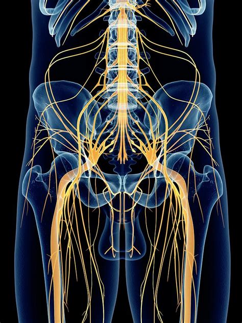 Sciatic Nerve Photograph By Sebastian Kaulitzki Science Photo Library