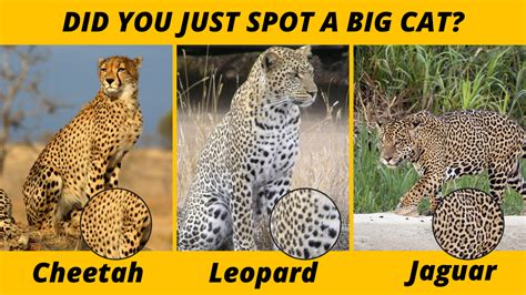 Difference Between Leopard And Cheetah Spots Home Design Ideas