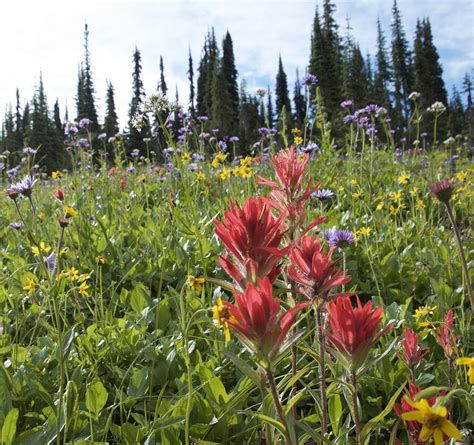 Photos Mount Revelstokes Wildflowers Are Amazing Right Now