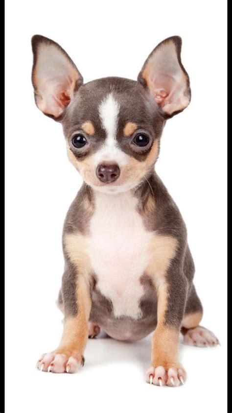 20 Best Cute Chihuahua Clothes Images On Pinterest