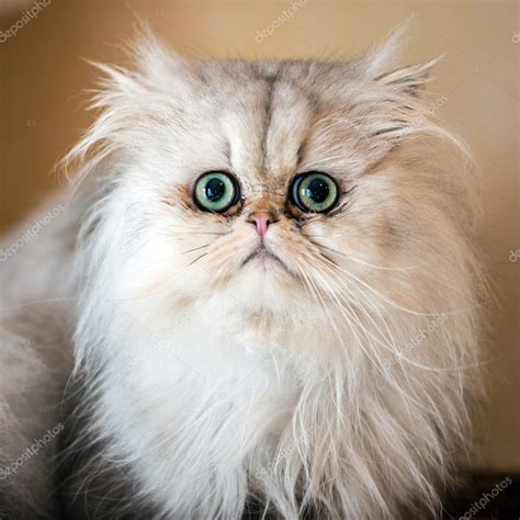 Inilah Kenapa Kucing Persia Peaknose Mahal Harganya Dan Banyak Diminati