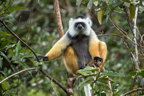 10 Weirdly Wonderful Lemur Species
