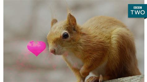 Squirrels In Love Wild Tales From The Village Bbc Two Youtube