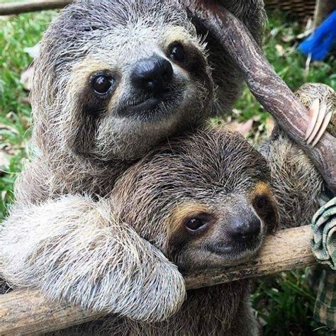 Pictures Of Sloths Cute Sloth Pictures Cute Animal Photos Funny