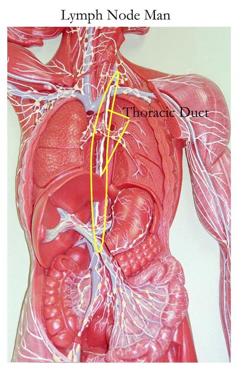 Pin By Daffodilcooper On Bsc2086 Thoracic Duct Thoracic