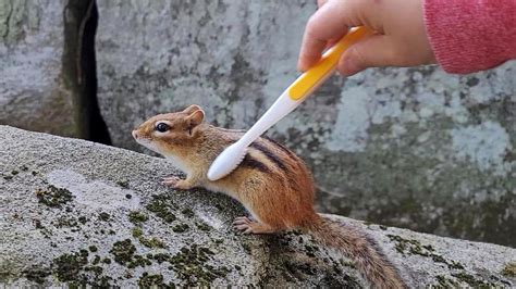 칫솔로 다람쥐 빗질 해주기 Grooming Chipmunk With A Toothbrush Youtube