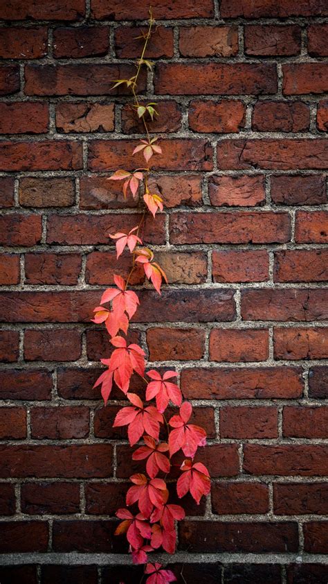Download Wallpaper 938x1668 Wall Ivy Plant Bricks Red Iphone 876s