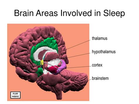 Ppt Sleep And Waking Biological Rhythms The Physiological Processes