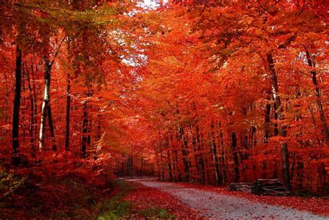 红色树木的秋季道路图片 秋季森林红色树叶景色素材 高清图片 摄影照片 寻图免费打包下载