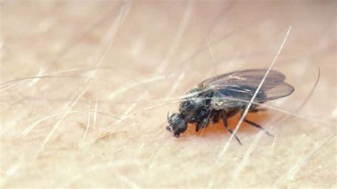Outbreak Of Biting Black Flies Brings Misery The Weather Channel