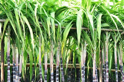 Sugar Cane Roots