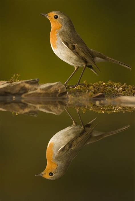 Whos A Pretty Boy Then Stunning Photos Of Birds And Their Reflections