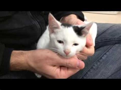 Nub Tail Kitten Youtube