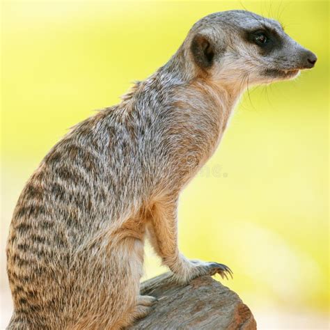 Adorable Meerkat Stock Image Image Of Meerkat Suricata 165078293