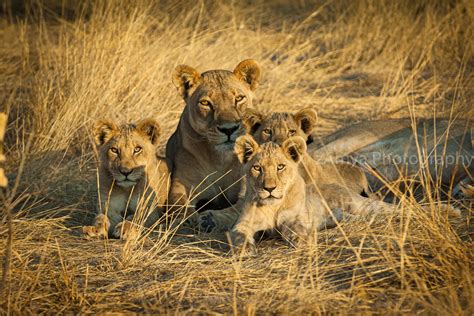 Lioness And Lion Cubs Portrait African Animal Photography Etsy