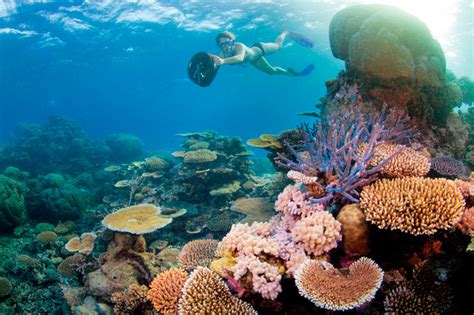 Top Snorkelling Spots In Australia Australian Geographic