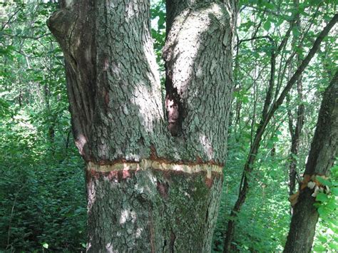 This species of cherry tree typically has a trunk diameter of four to five feet, and it grows to heights of up to 100 feet. Tree vandals hit a second south metro park: cherry trees ...