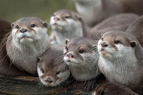 What Is A Group Of Otters Called Animalspick