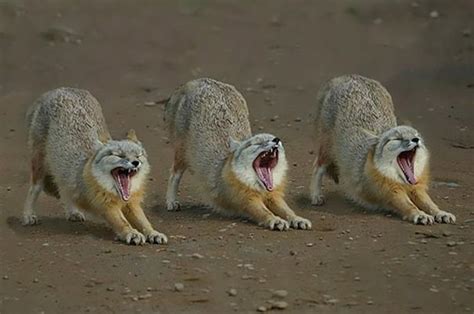 50 Perfectly Timed Animal Photos Yawning Animals Funny Animal