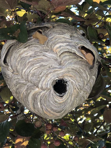 Hornet's nest is often used to merely used to describe a determined gathering point for a conglomerate of beings one has deemed as an opponent. Hornets' nest about 8 feet above the ground in the lower ...