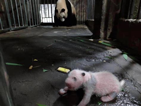 Giant Panda Of Chongqing Zoo Gives Birth To Twinsthe