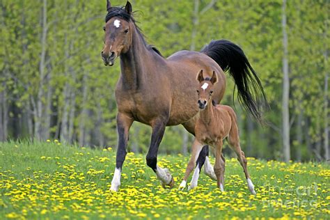 Bay Arabian Mare With Foal Photograph By Rolf Kopfle