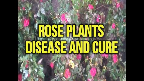 Rose Plants Disease And Cure Youtube
