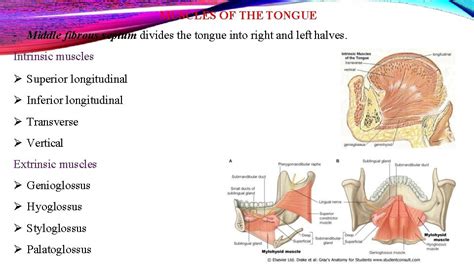 Tongue Muscles Innervations Introduction Tongue Is A Muscular