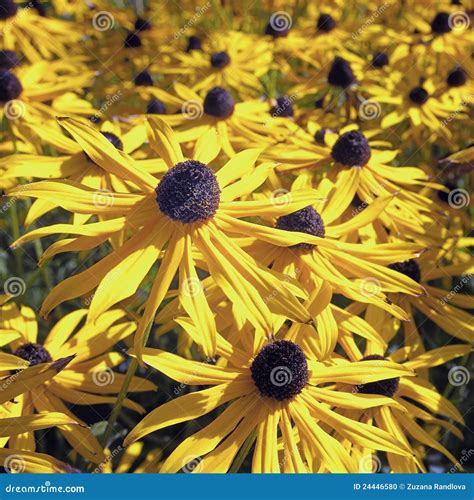 Yellow Autumn Flowers Stock Photo Image Of Bouquet Floral 24446580