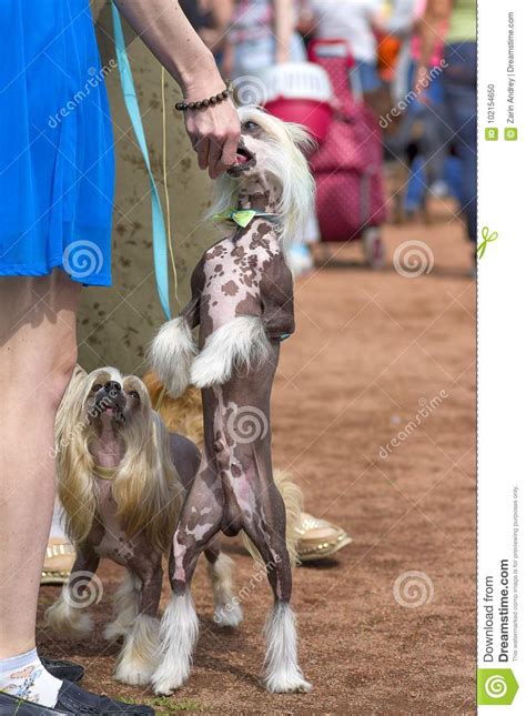 Chinese Crested Dog Stock Photo Image Of Miniature