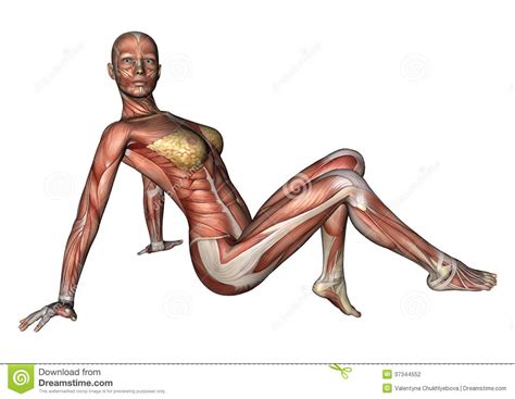 Affordable and search from millions of royalty free images, photos and vectors. Female Anatomy Figure Stock Photography - Image: 37344552